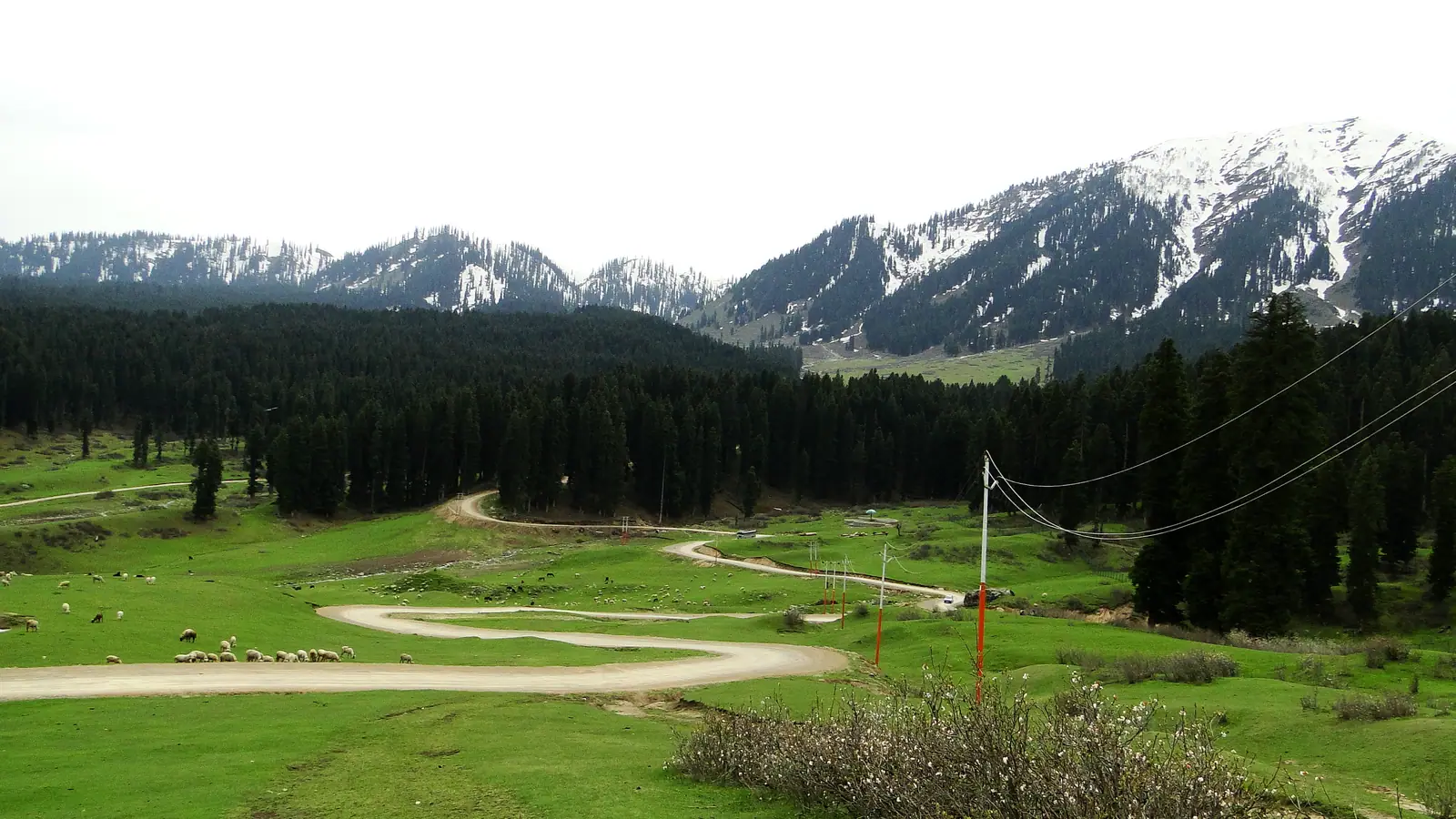 A winding path through green meadows and pine forest at Doodhpathri