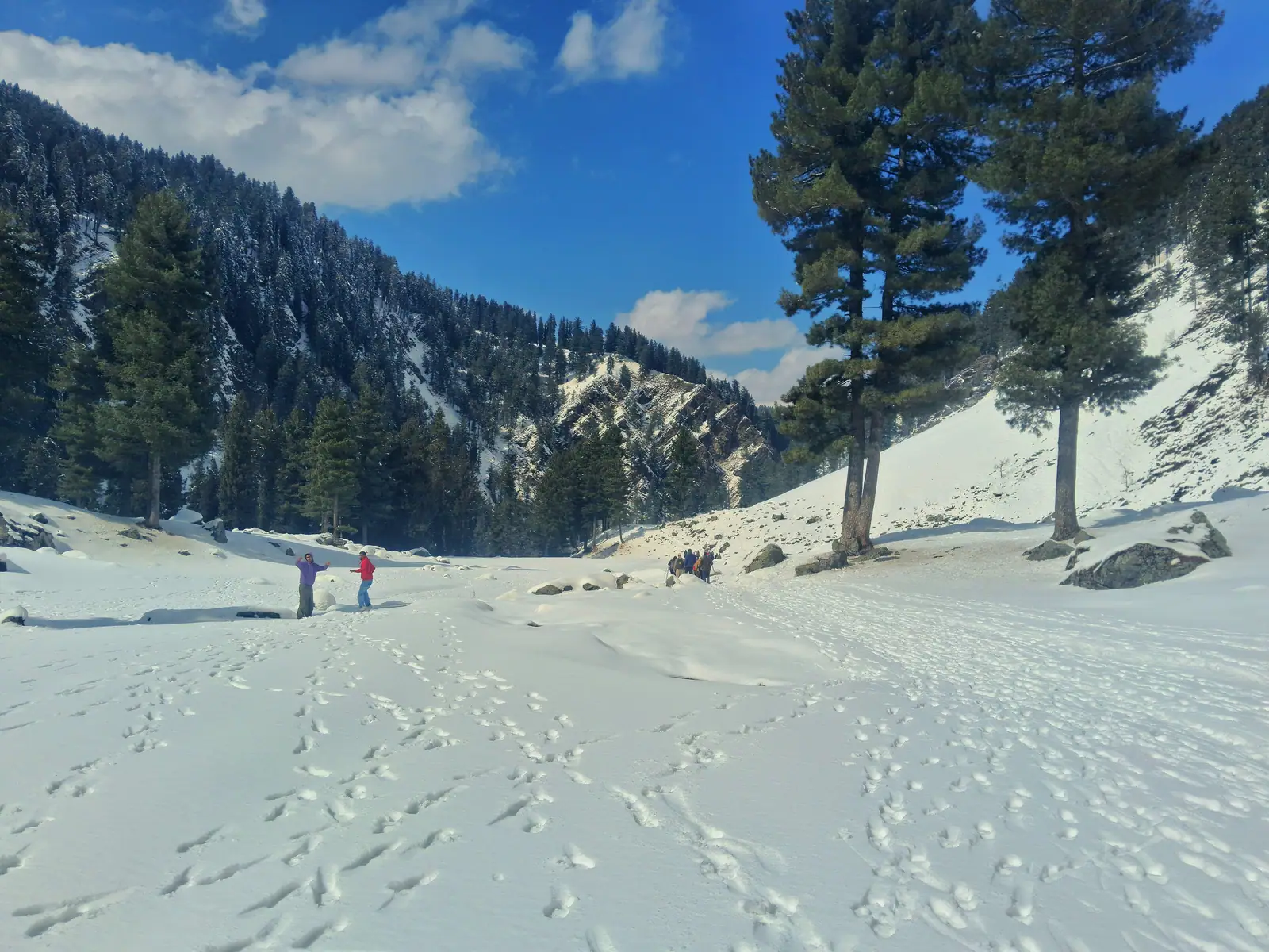 A snow-covered clearing framed by tall pines in Gulmarg