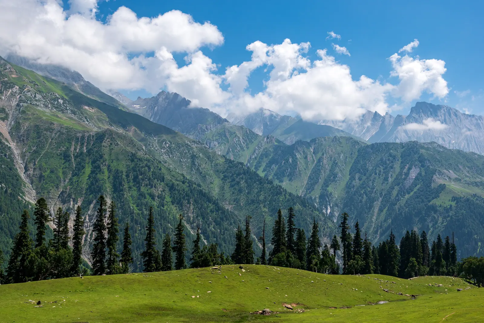 Green alpine meadow below snow-streaked Himalayan peaks near Sonamarg, Kashmir