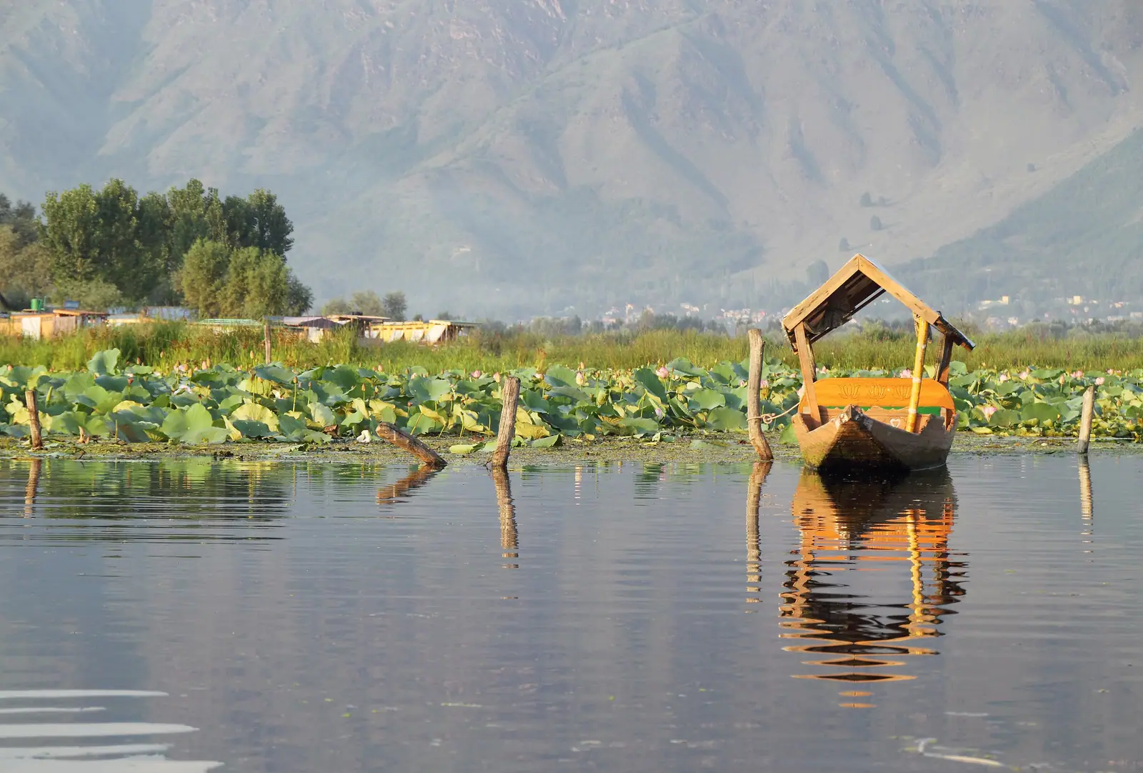 A wooden shikara resting among lotus leaves on Dal Lake, Srinagar