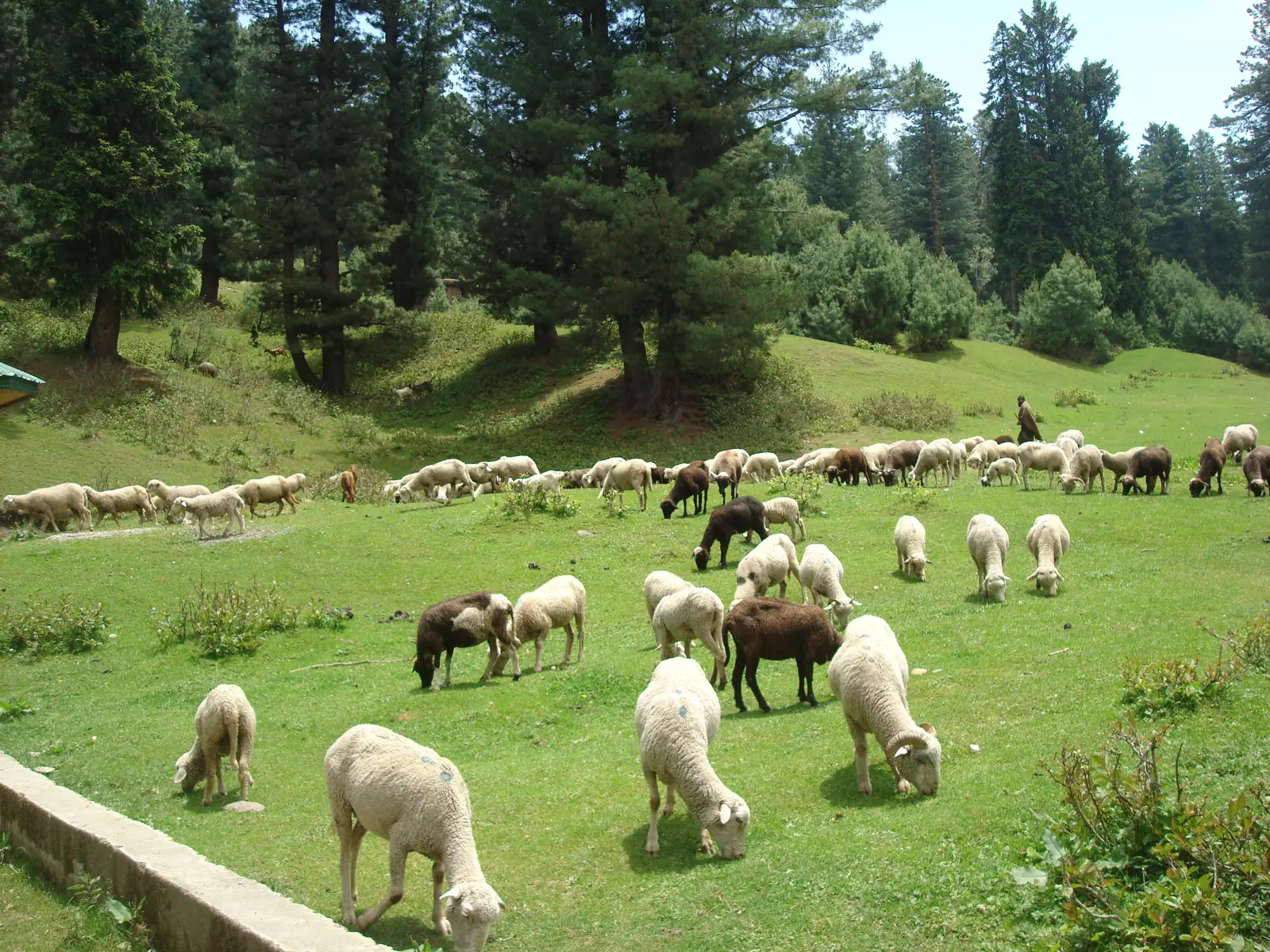 Sheep grazing in a pine-ringed meadow at Yusmarg